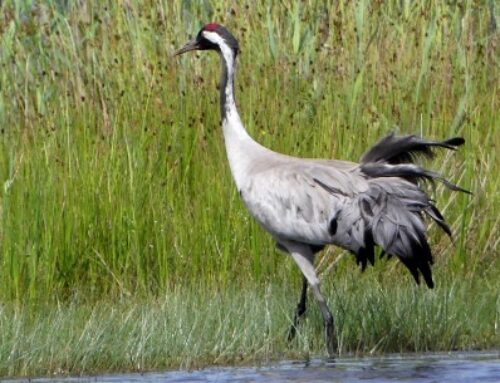 Beleef de vogeltrek in de Groote Peel